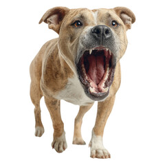 Obraz premium Fierce Dog with Open Mouth on a Transparent Background