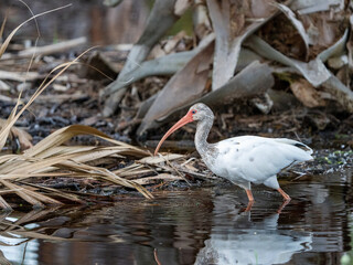 white ibis in the water