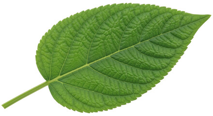 Isolated Green Leaf