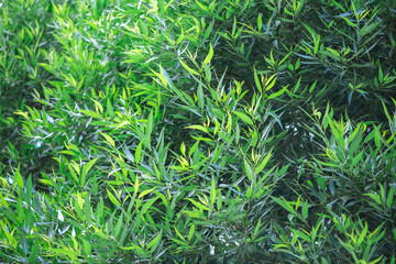 Sunlight filters through dense green foliage, creating a vibrant canopy in a natural setting, showcasing the beauty and abundance of nature