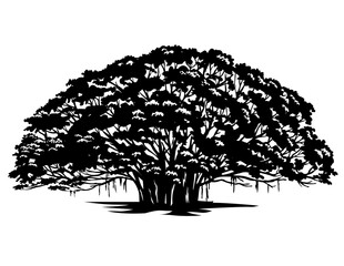 Retro woodcut style illustration of a banyan tree, banian, Ficus benghalensis, Ficus indica, or Ficus audrey on isolated background done in black and white.