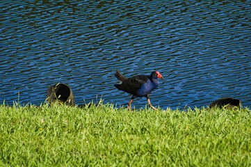 Australasian swamphen (Porphyrio melanotus), also known as pūkeko, a common wading bird in New Zealand, 
