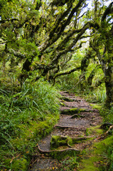 Walking track through a cloud forest with moss-covered trees and dense green undergrowth in the so-called goblin forest on Mount Taranaki, North Island, New Zealand
