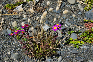 Senecio elegans (purple ragwort), growing on a stony coast  in the south of North Island, New Zealand,
