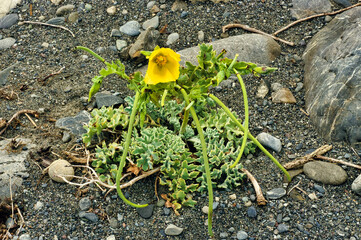Yellow Horned Poppy (Glaucium flavum), growing on the shingly coast in the Wellington region, New Zealand
