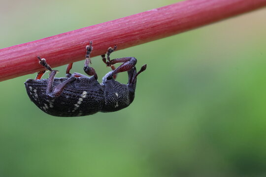 Lesser pine weevil (Hylobius pinastri) - Powered by Adobe