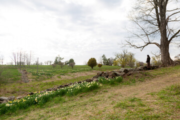 Woman standing under tree in rural field with stone wall and row of daffodils