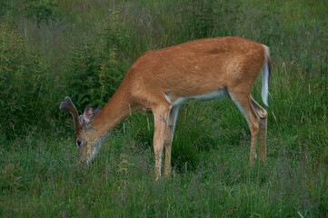 A spotted deer eating green grass, side view