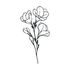 Elegant line drawing of delicate freesia flowers for design projects