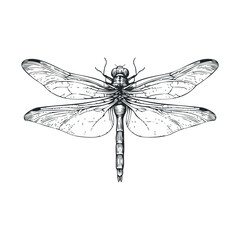 Detailed dragonfly illustration for nature inspired design