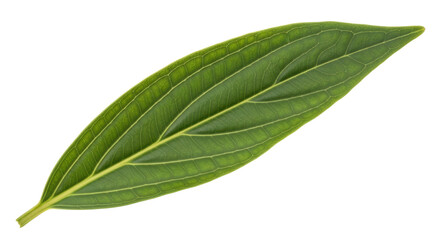 Isolated Green Leaf