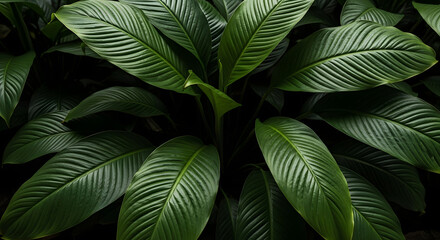 Lush Dark Green Tropical Leaves Close Up dark green leaves