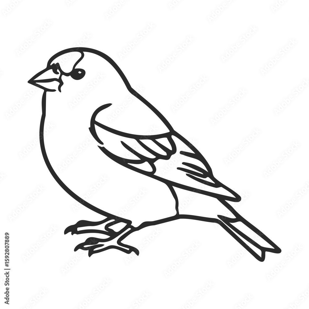Poster outline drawing of a sparrow with detailed feather patterns