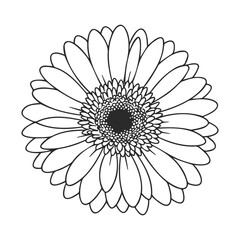 Detailed black and white gerbera daisy line art illustration
