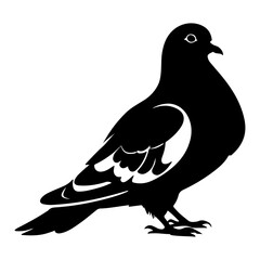 Common Pigeon or Dove Bird Vector Illustration