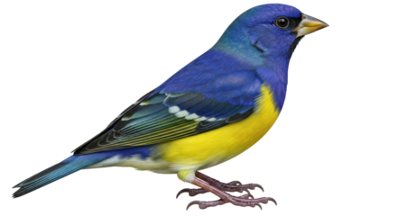 Isolated Blue and Yellow Bird
