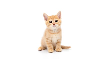 Fototapeta premium A cute orange tabby kitten sitting upright on a white background looking directly at the camera lens