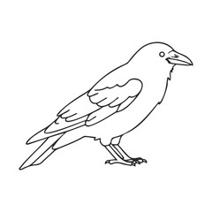 Fototapeta premium Crow outline drawing with detailed feathers and beak