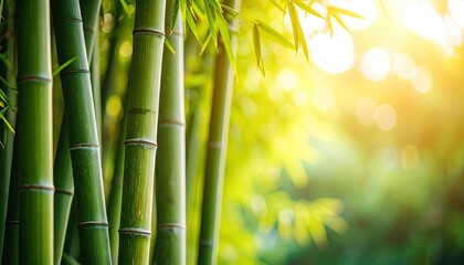 Obraz premium Lush bamboo grove bathed in golden sunlight