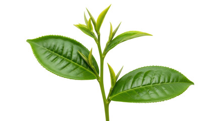 Isolated Tea Plant Twig