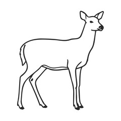 Fototapeta premium Line art illustration of a graceful deer standing side profile