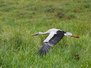 Stork , Ciconia ciconia flying over green foels , wings spread , close up