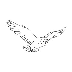 Fototapeta premium Flying barn owl line art illustration with outstretched wings