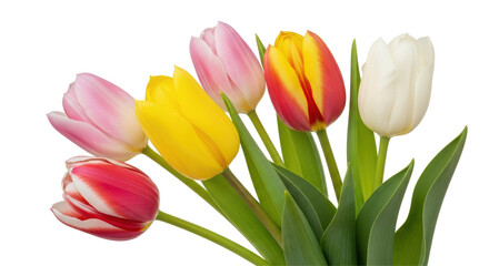 Isolated Bouquet of Colorful Tulips