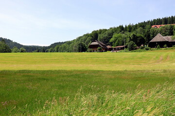 Sommerlandschaft beim Titisee im Schwarzwald