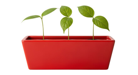 Isolated Plant Sprouts in Red Pot