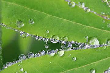 Lupin leaf with water drops after rain	