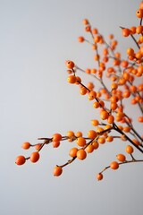 Vibrant Orange Berries on Branches Against Gray Background