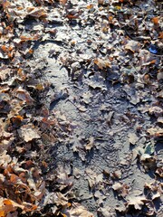 autumn leaves on the ground