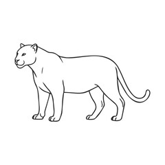 Obraz premium Outline of a standing puma on white background
