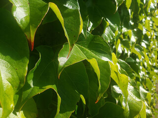 green leaves background