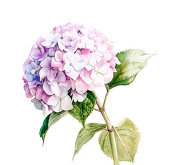 Tender Purple Hydrangea Watercolor Illustration with Green Leaves Isolated on White Background