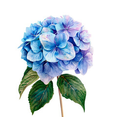Tender Blue Hydrangea Watercolor Illustration with Green Leaves Isolated on White Background
