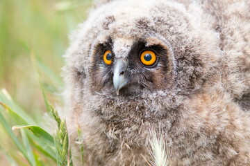 great horned owl