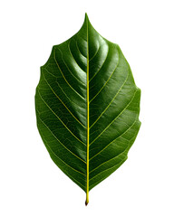 Obraz premium Almond tree leaf with pointed tips and veins isolated on transparent background