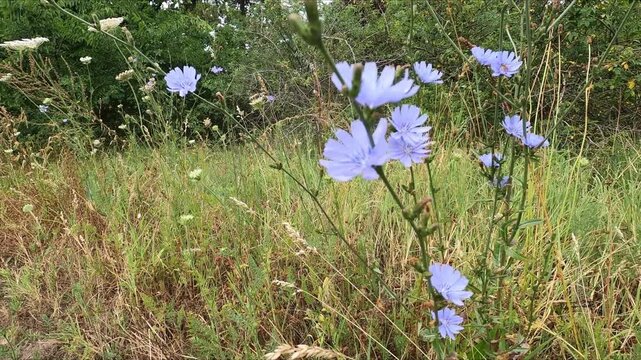 common chicory (Cichorium intybus), also known as wild chicory or blue chicory