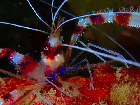 Stenopus hispidus
