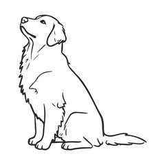 Obraz premium Outline of sitting golden retriever dog looking up