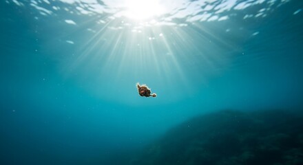 Sea turtle swimming in the ocean, sunlight filtering through the water.