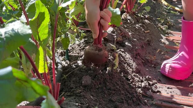 A child in pink boots harvests beets in a sunny garden, showcasing organic farming and outdoor activities