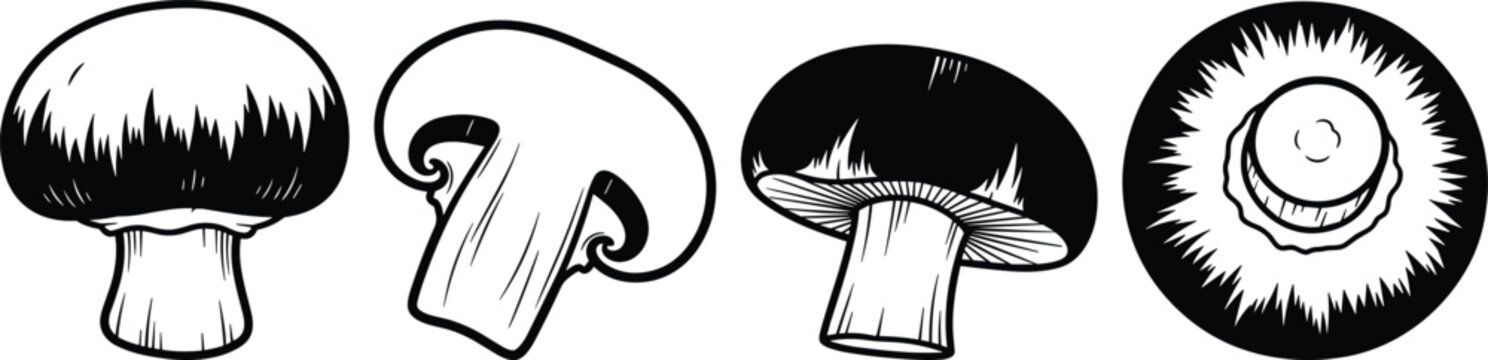 Detailed illustration of four Agaricus bisporus showcasing
