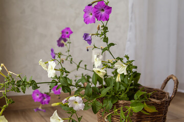 An elongated petunia in a wicker planter in living room. Natural. Lack of light. Soft focus. Purple and white flowers