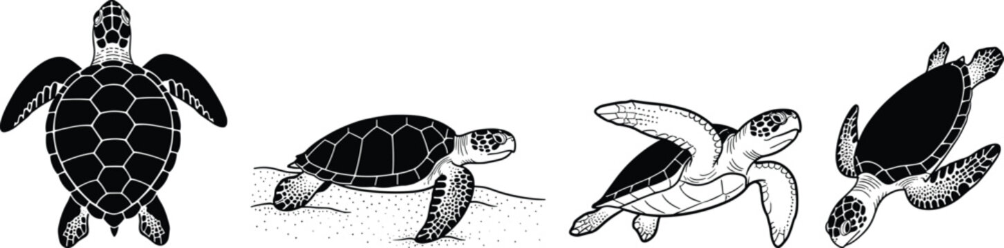 Sea turtles are depicted in a silhouette line art