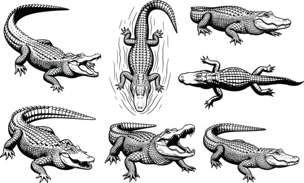 Illustration featuring a collection of alligators
