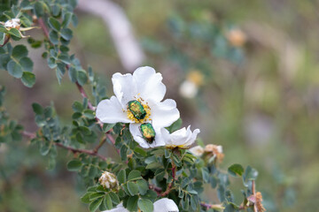 Two metallic green beetles sitting on a white flower. Blurred background with green leaves adds...