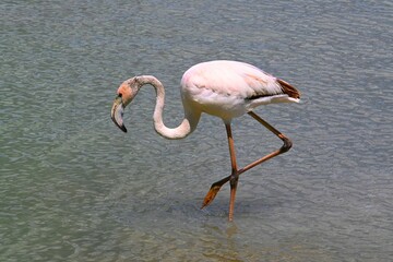flamingo in the water